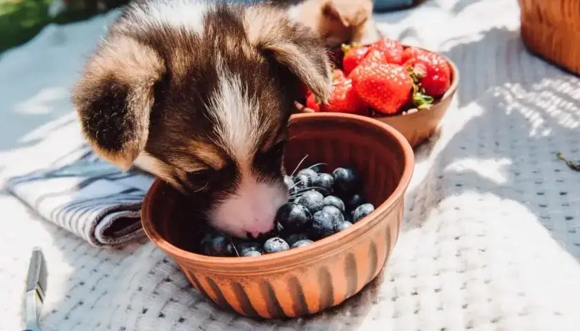 Szczeniak Corgi bada miseczkę z borówkami, zastanawiając się, czy psy mogą jeść borówki. Obok miska z truskawkami.