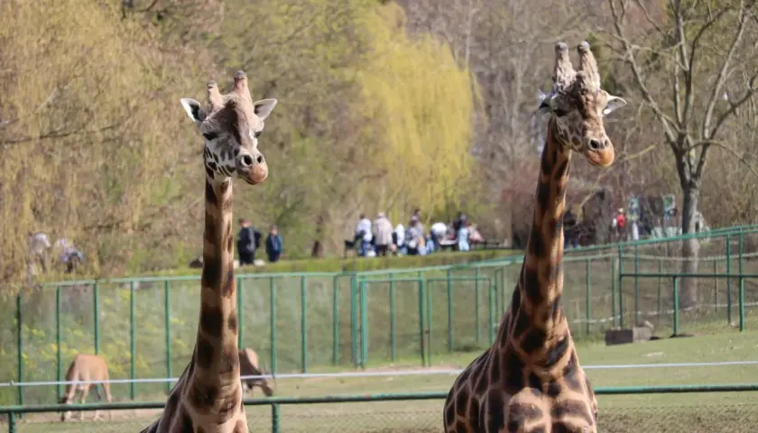 Dwie żyrafy pozują na tle zieleni, jakby zapraszały do odwiedzenia największego zoo w Polsce.