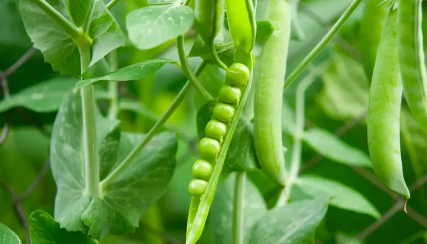 Baccelli di piselli verdi e rigogliosi, con alcuni piselli enormi che spuntano da un baccello aperto, pronti per essere raccolti.