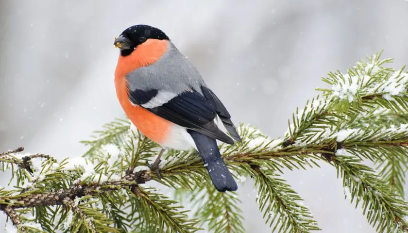 Ein Kernbeißer mit leuchtend orangefarbener Brust sitzt auf einem schneebedeckten Tannenzweig. Ein schönes Motiv, um einen Vogel zu bestimmen.