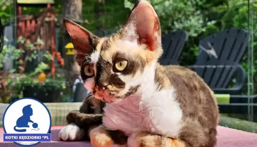 Devon Rex hodowla: Jak wybrać odpowiedzialnego hodowcę?