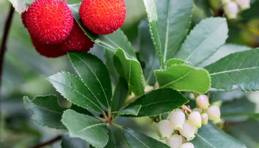 Arbousier en hauteur, ses fruits rouges texturés et ses grappes de fleurs blanches en clochettes.