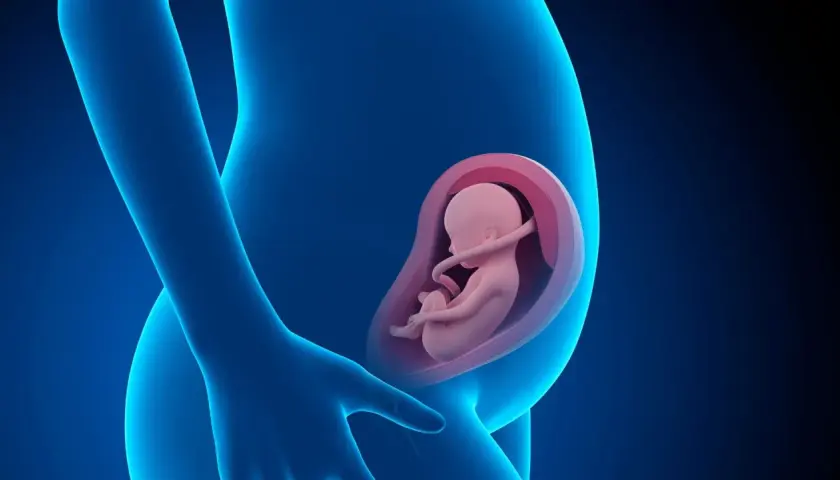 Feto di 16 settimane in utero, un piccolo essere che cresce e si sviluppa, protetto e nutrito.
