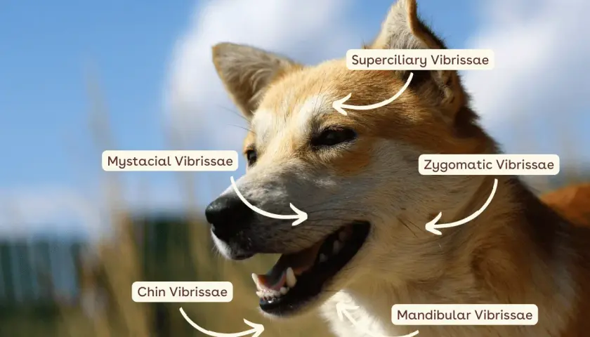 A dog's face, showing why dogs have whiskers: mystacial, zygomatic, superciliary, and chin vibrissae.