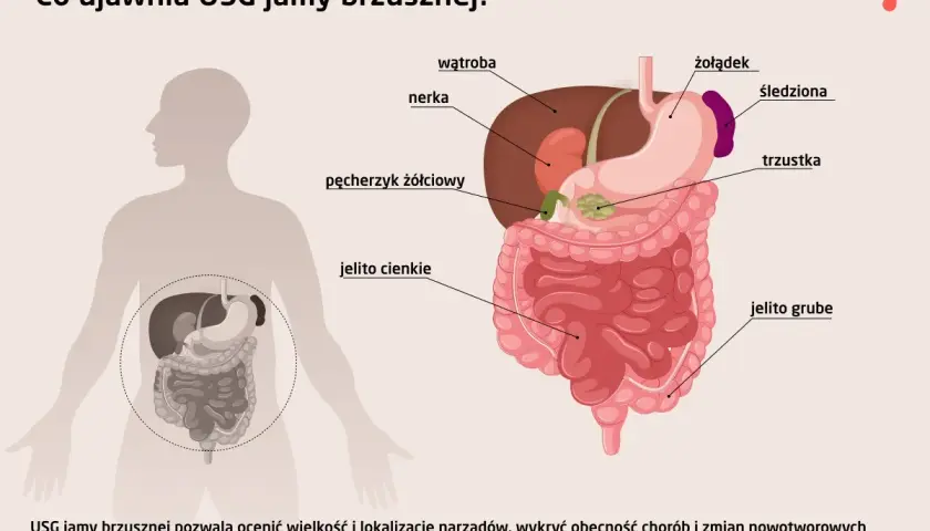 USG jamy brzusznej co wykrywa? Ilustracja pokazuje narządy jamy brzusznej: wątrobę, nerki, żołądek, trzustkę, jelita, pęcherzyk żółciowy, śledzionę.