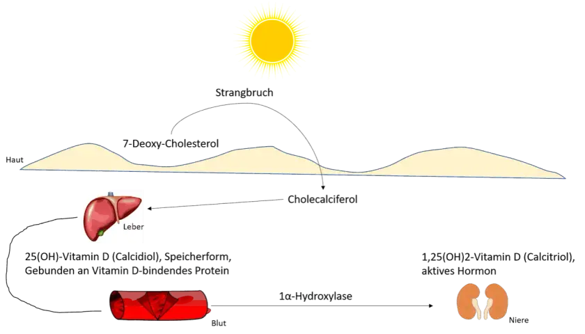 Vitamin D Mangel: Ursachen, Symptome und effektive Lösungen für Ihre Gesundheit