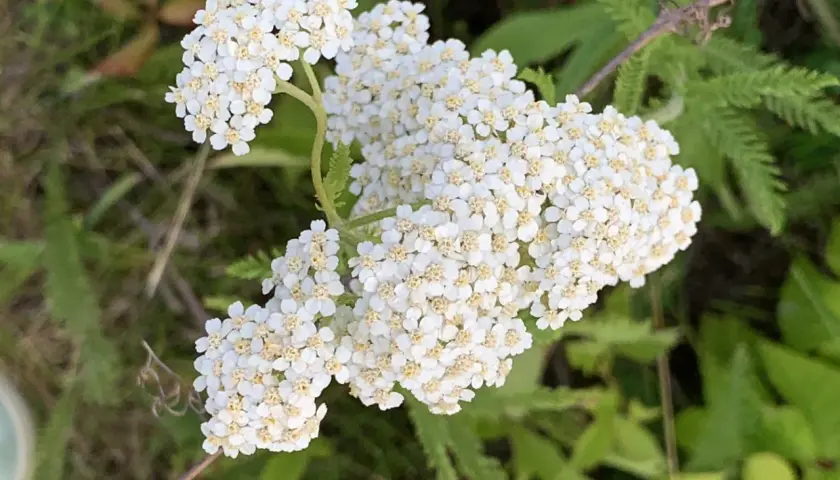 En klase av små, vita blommor med gula mittpunkter, som en liten vit blomma med gult i mitten, växer i grönskan.