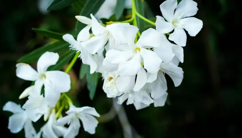 Ramo de flores blancas, quizás uno de los tipos de jazmín, con pétalos delicados y hojas verdes oscuras al fondo.