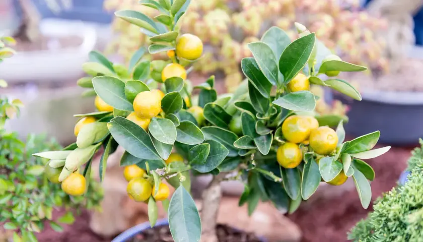 Arbuste en pot orné de petites mandarines jaunes et de feuilles vertes luxuriantes, prêt à décorer un intérieur.