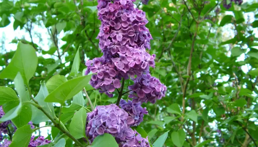 Vackra lila syrenblommor i full blom. Snart dags att plantera syren för att njuta av doften nästa år.