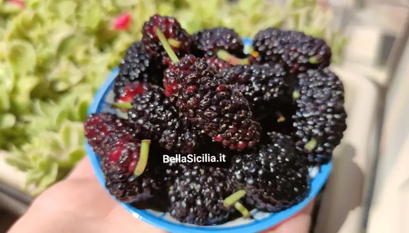Un cestino pieno di succosi gelsi frutto, scuri e invitanti, pronti per essere gustati sotto il sole.