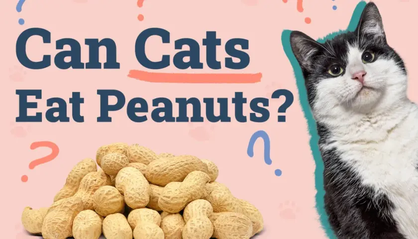 A black and white cat looks at a pile of peanuts with question marks around them.