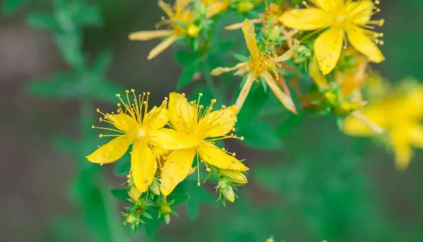 Nahaufnahme von leuchtend gelben Johanniskrautblüten. Wann wirkt Johanniskraut? Diese Heilpflanze blüht im Sommer und wird traditionell zur Stimmungsaufhellung eingesetzt.