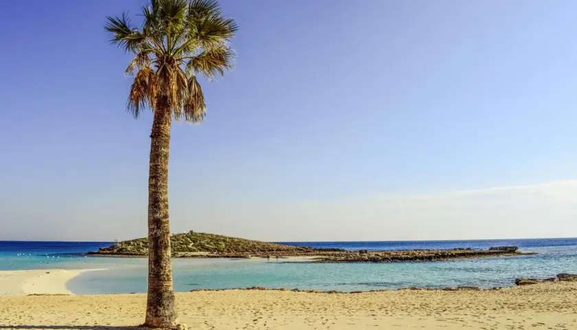 Palma na piaszczystej plaży, turkusowa woda i błękitne niebo. Idealne miejsce, gdzie jest ciepło we wrześniu.