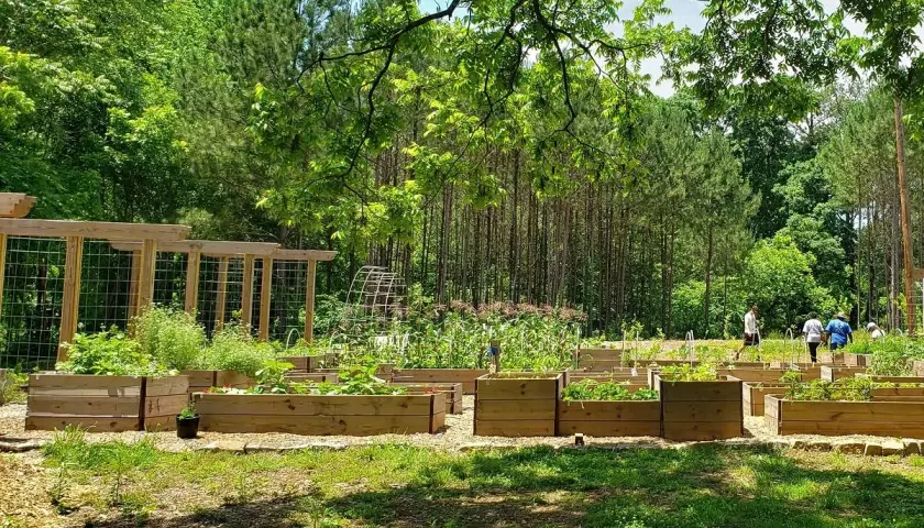 Un rigoglioso food forest con aiuole rialzate piene di verdure e alberi sullo sfondo. Persone passeggiano tra le coltivazioni.