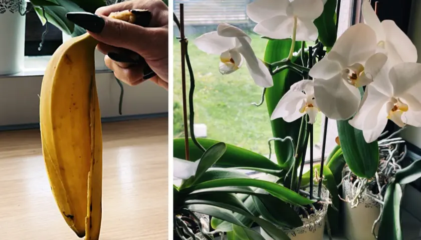 Domowy nawóz z bananów do jakich roślin? Skórka banana jako naturalny nawóz dla kwitnących storczyków.