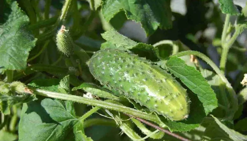 Un cetriolo acerbo su un ramo verde, pronto per essere raccolto. Il momento ideale per la raccolta è quando piantare i cetrioli.