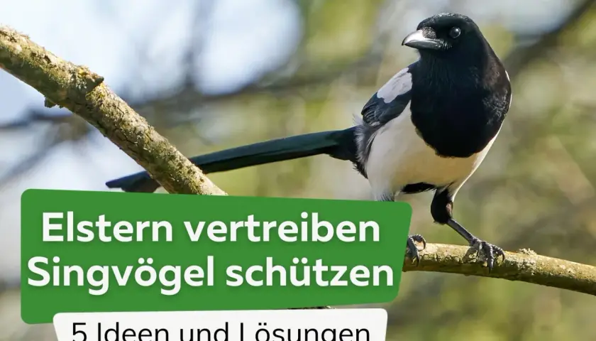 Elstern vertreiben, Singvögel schützen: Ein Bild zeigt, wie Elstern Spatzen bedrohen könnten. Hier gibt es 5 Ideen und Lösungen.