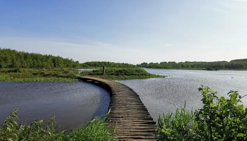 A wooden boardwalk curves over tranquil water, inviting a peaceful wandelen zuid-holland. Lush green trees and reeds surround the serene landscape.