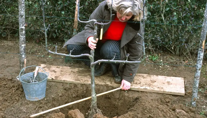 Une femme s'accroupit pour planter un arbre fruitier adulte. Une brouette et une pelle sont à proximité.