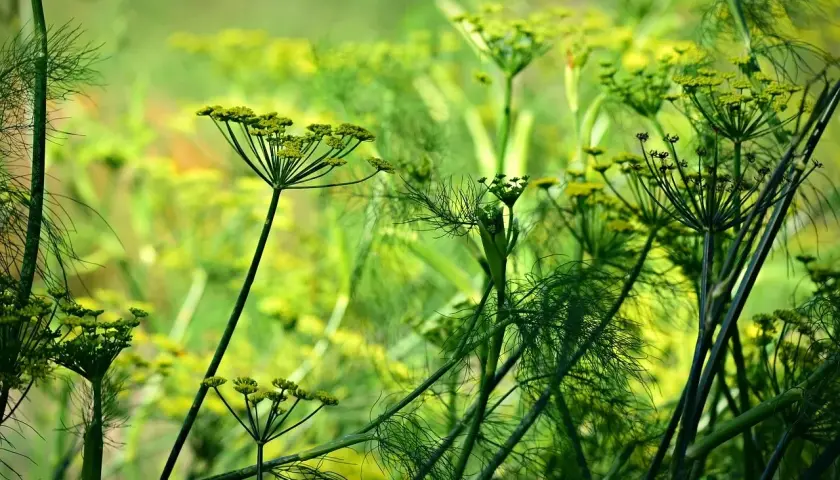 Fiori delicati e filiformi di una pianta anice si stagliano su uno sfondo verde sfocato, evocando un senso di freschezza e natura.