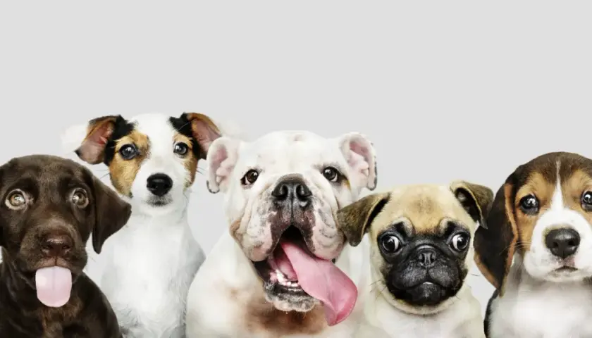 Pięć uroczych, małych psów: czekoladowy labrador z wystawionym językiem, jack russell terrier, biały buldog, mops i beagle.