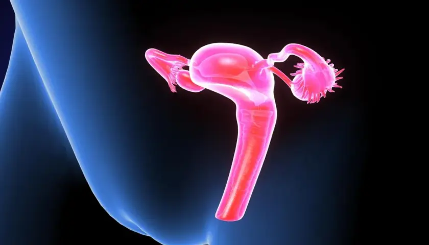 Anatomia kobiecych narządów rodnych. Kolposkopia co to? Badanie pozwala ocenić szyjkę macicy.