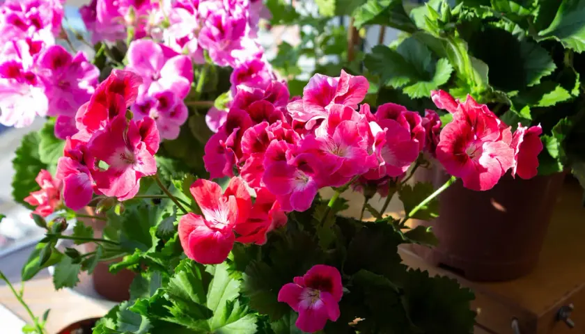 Färgglada pelargoner i full blom, redo för vattning.