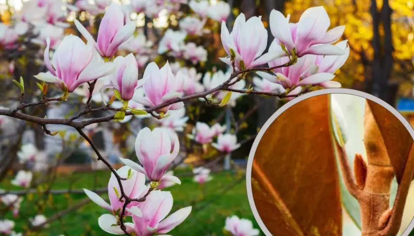 Kwiaty magnolii w pełnym rozkwicie. W powiększeniu widoczny pąk, który może być oznaką chorób magnolii, jeśli nie rozwija się prawidłowo.