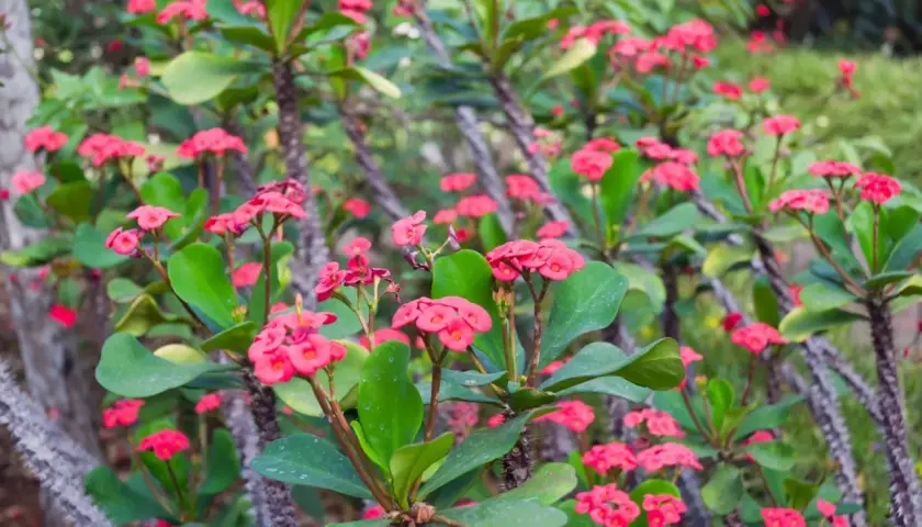 Fiori rosa vivaci su rami spinosi di spina di cristo velenosa, un contrasto affascinante tra bellezza e pericolo.