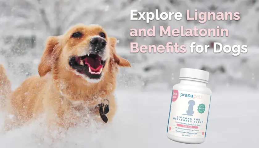Perro feliz jugando en la nieve. A su lado, un frasco de suplemento "pienso libra light" para perros.
