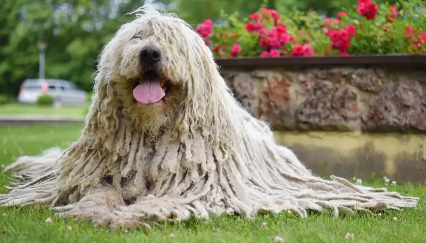Ein Komondor Hund mit seinem charakteristischen, langen, zotteligen Fell liegt entspannt auf grünem Gras. Im Hintergrund blühen rote Rosen.