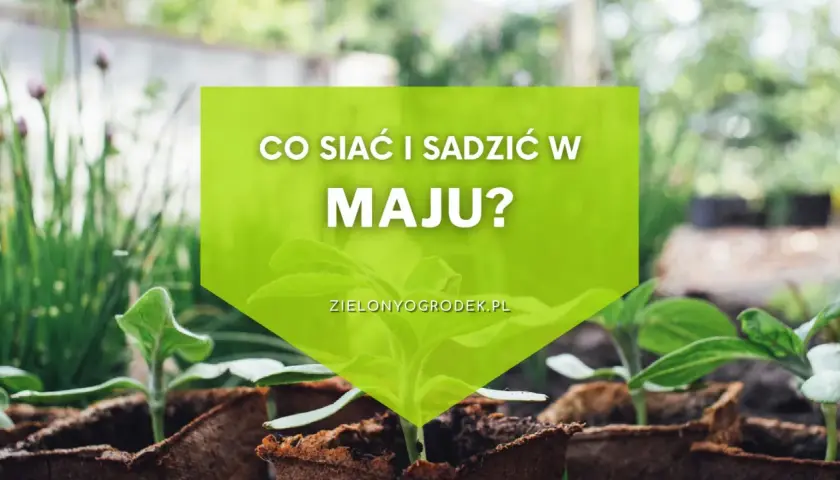 Młode sadzonki w doniczkach, gotowe do posadzenia. Dowiedz się, co siać i sadzić w maju, by cieszyć się obfitymi plonami.