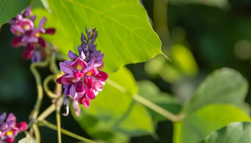 Grappes de fleurs de kudzu, aux teintes violettes et roses, sur fond de feuilles vertes. On découvre les kudzu bienfaits potentiels de cette plante grimpante.