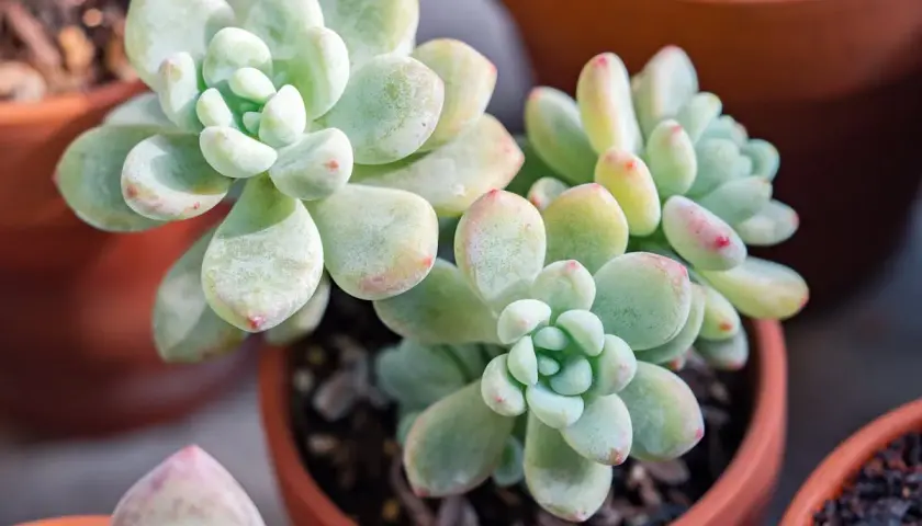 Plante sedum aux feuilles charnues, d'un vert pâle teinté de rose, dans des pots en terre cuite.