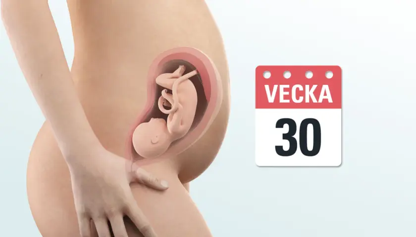 Gravid vecka 30. En illustration visar ett foster i livmodern, med en kalender som visar "Vecka 30".