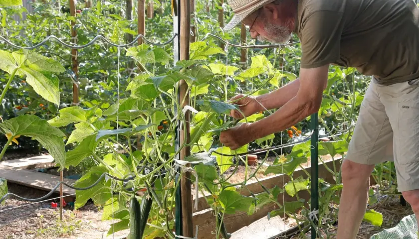 Un jardinier en chapeau de paille s'occupe d'une plante de concombre grimpante, attachant une tige. Des concombres mûrs pendent déjà.