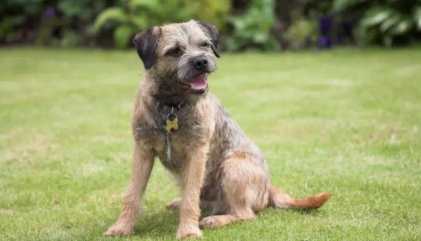 Ein fröhlicher Border Terrier sitzt im Gras und wartet auf sein nächstes Abenteuer.