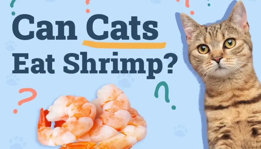 A tabby cat looks curiously at a pile of cooked shrimp, with the text "Can Cats Eat Shrimp?" prominently displayed.