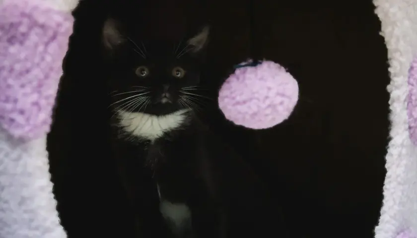 A black and white kitten peeks out from a dark den, a purple pom-pom toy nearby. This scene might evoke feelings of cat separation anxiety, as the kitten seems a bit wary.