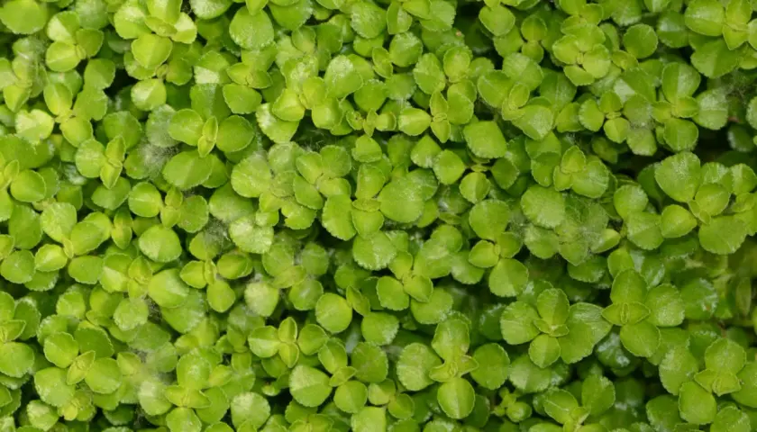 Gęsty dywanik drobnych, zielonych listków Pilea depressa tworzy soczystą, żywą powierzchnię.