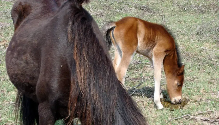 Un poulain brun, à côté de sa mère sombre, mange du crottin dans un pré.