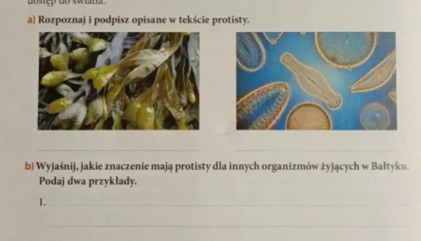 Znaczenie protistów dla organizmów w Bałtyku: kluczowe funkcje i wpływ