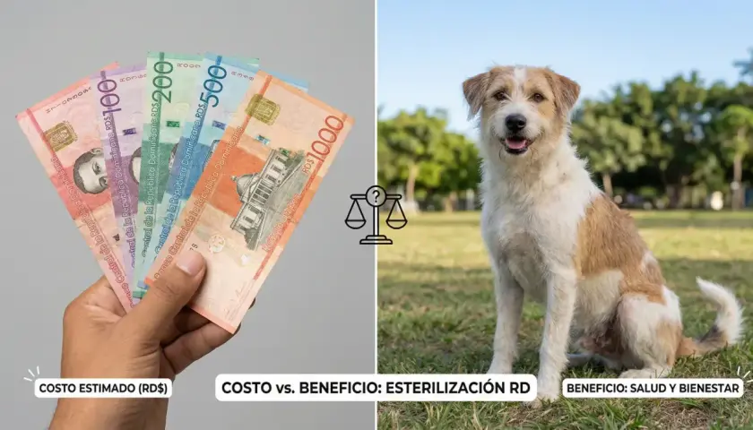 Manos con billetes dominicanos y un perro feliz. ¿Cuánto cuesta esterilizar a una perra? El costo vs. beneficio de la esterilización en RD.