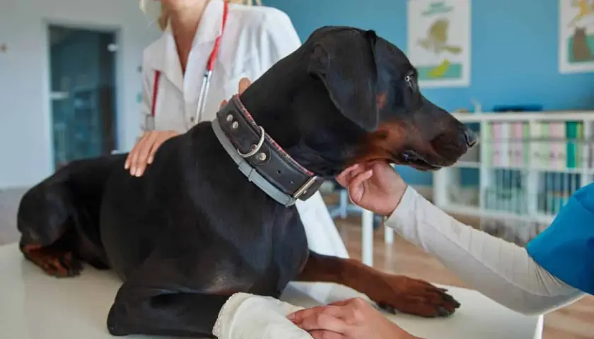 Veterinarios examinan a un Doberman con collar. Se investigan los síntomas de diabetes en perros, como sed excesiva o pérdida de peso.