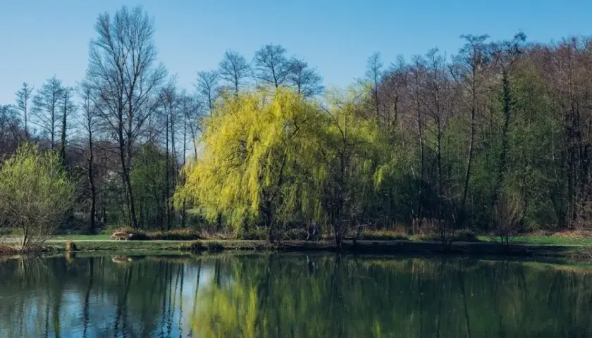 Wiosenne drzewa nad jeziorem, idealne na **charzykowy trasy rowerowe**.