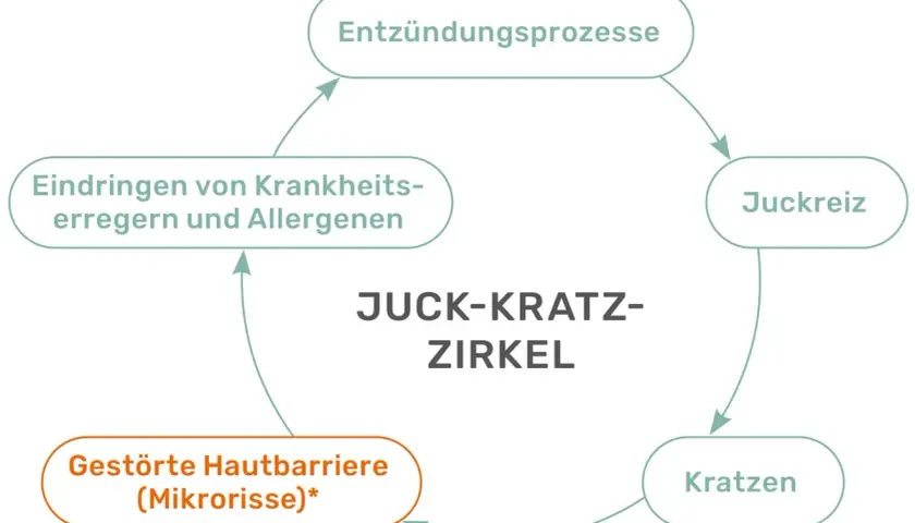 Der Juck-Kratz-Zirkel: Entzündungsprozesse führen zu Juckreiz, der Kratzen auslöst. Dies schädigt die Hautbarriere, was wiederum das Eindringen von Erregern begünstigt.