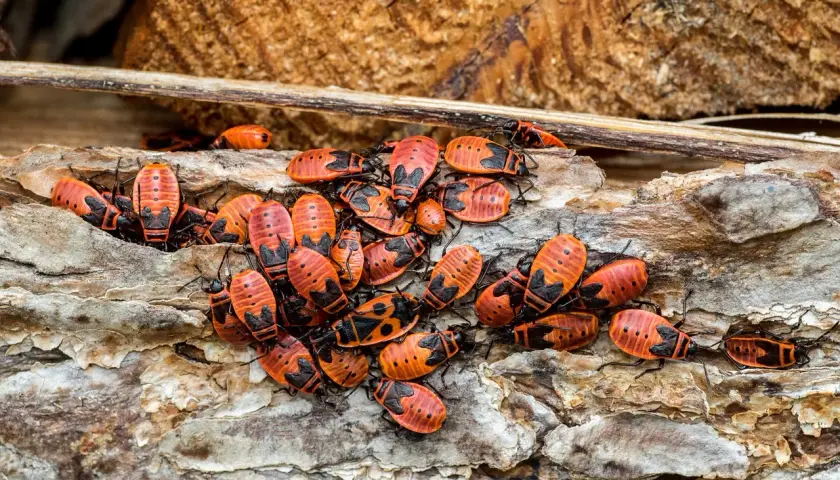 Eine Gruppe leuchtend roter Feuerwanzen krabbelt auf einem Stück Baumrinde im Garten.