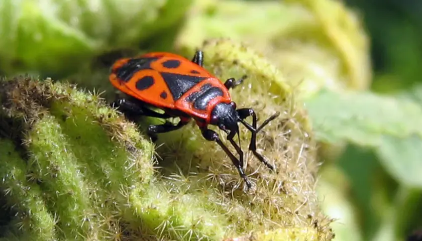 Un insecte gendarme, reconnaissable à sa carapace rouge et noire, se repose sur une plante verte et poilue.