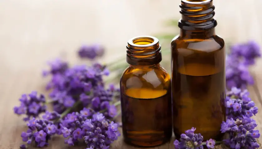 Deux flacons d'huile essentielle de lavande officinale, entourés de fleurs de lavande, évoquant ses nombreux bienfaits relaxants et apaisants.